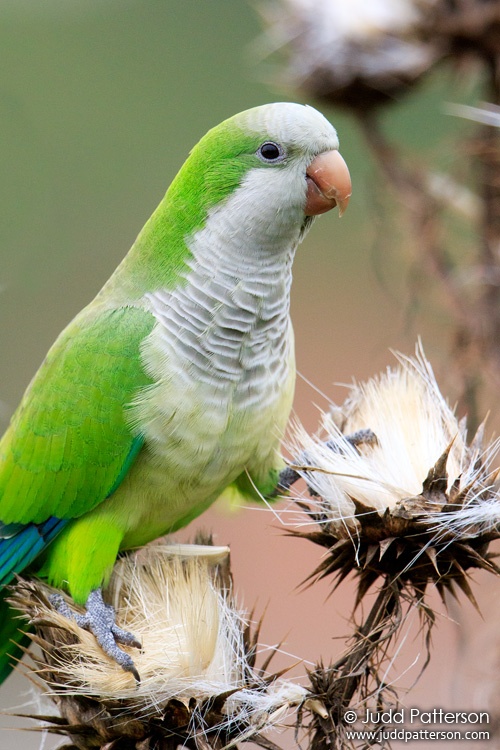 Monk Parakeet, Necochea, Argentina